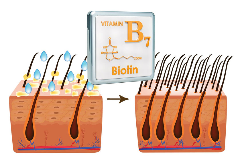 How Biotin Promotes Hair Growth