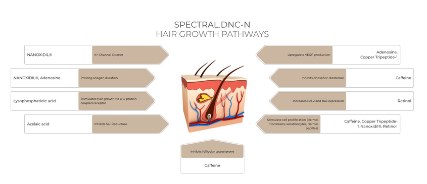 Spectral.DNC-N Study - Males With Thinning Hair & Alopecia (Product Efficacy)